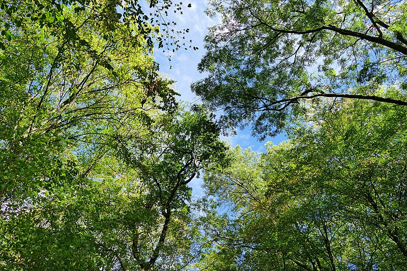 Blick in die Baumwipfel